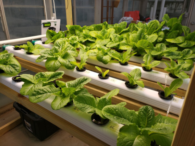 Hydroponic Greenhouse